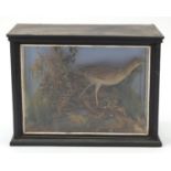 Victorian taxidermy corn crake, housed in an glazed ebonised display case, 37cm H x 49cm W x 24cm