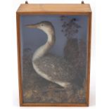Victorian taxidermy common loon, housed in a glazed pine display case, 61cm H x 43.5cm W x 23cm D :