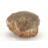 Large prehistoric fossilised Hadrosaurus dinosaur egg, 12.5cm H x 16cm W x 14.5cm D : For Further