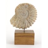 Jurassic period ammonite, Atlas Mts Morocco, raised on a polished oak block base, overall 31.5cm