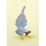 Blue bird, Indian school watercolour and gouache, bearing an indistinct signature, mounted and