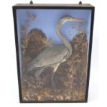 Victorian taxidermy grey heron, housed in a glazed ebonised case, 93cm H x 66.5cm W x 23cm D :For