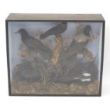 Victorian taxidermy bird display including magpies and crows, housed in a glazed ebonised case, 68.