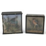 Two taxidermy birds housed in glazed ebonised display cases comprising a kingfisher and chaffinch,