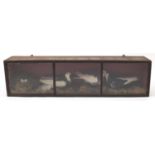Victorian taxidermy bird display of three pigeons, housed in a glazed ebonised case, 28.5cm H x