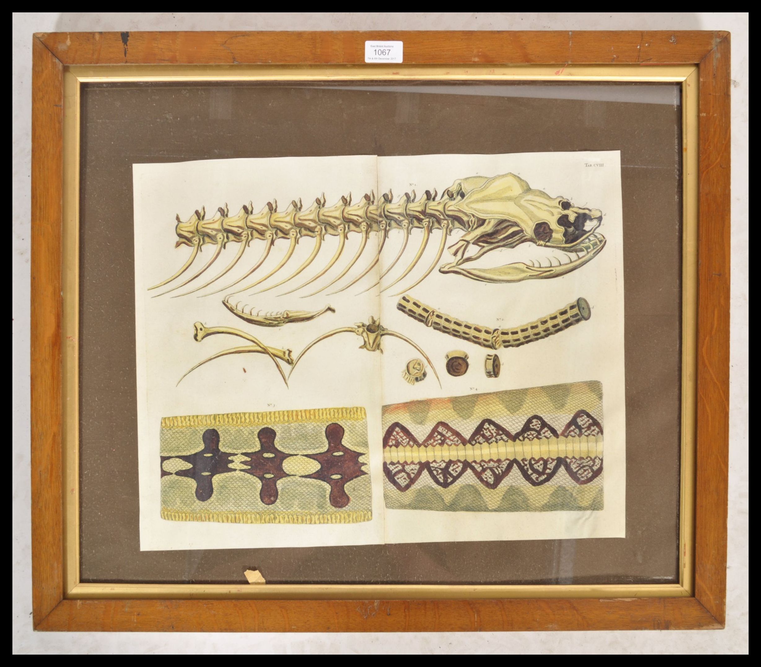 An unusual 20th century wooden framed anatomical d