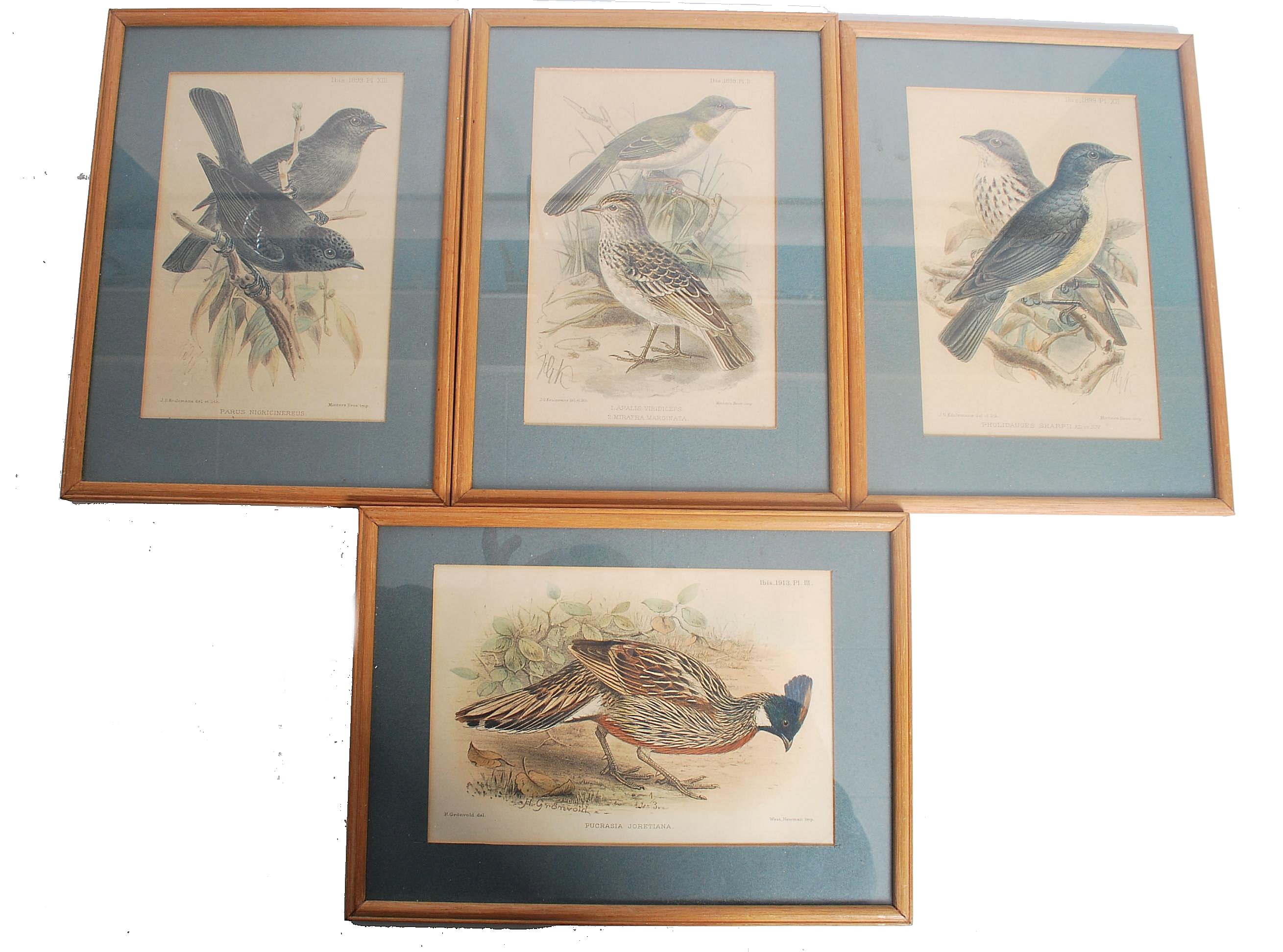 A set of 3 19th century framed and glazed 19th cen