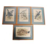 A set of 3 19th century framed and glazed 19th cen