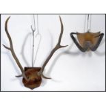 Two vintage 20th century taxidermy skull and horn examples mounted on oak shield backs. Measures