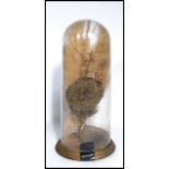 A 19th century Victorian taxidermy interest glass dome and base containing a preserved bee's hive
