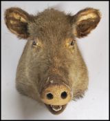 A late 19th century early 20th century taxidermy example of a European Wild Boar ( Sus scrofa ),