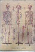 A vintage 20th century framed and glazed anatomical print study of the human skeleton and body