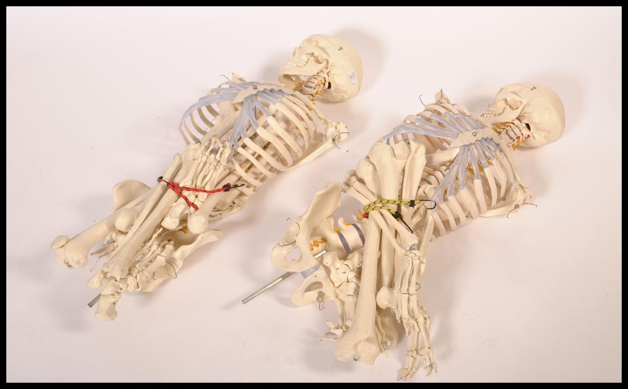 A pair 20th century full size resin / composite doctors hospital medical study skeleton of the human - Image 3 of 9