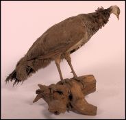 Taxidermy Interest. An unusual 20th century taxidermy pea hen ( peacock ) with colourful feathers