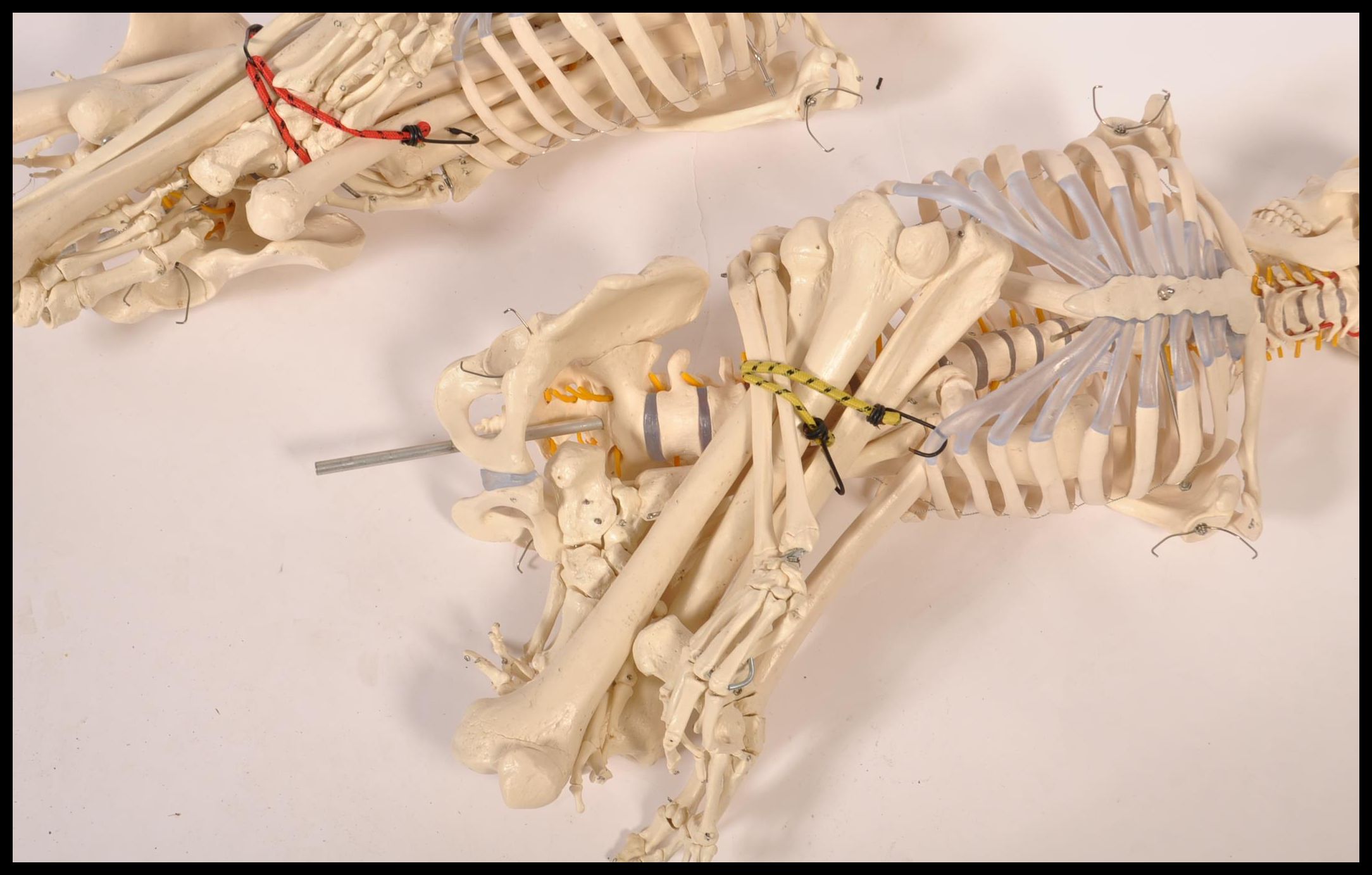 A pair 20th century full size resin / composite doctors hospital medical study skeleton of the human - Image 6 of 9