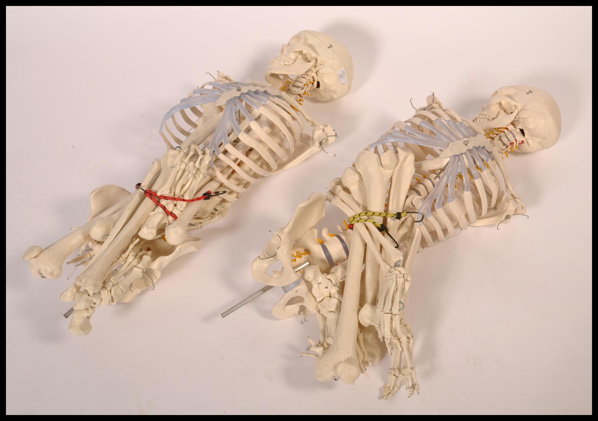 A pair 20th century full size resin / composite doctors hospital medical study skeleton of the human - Image 2 of 9