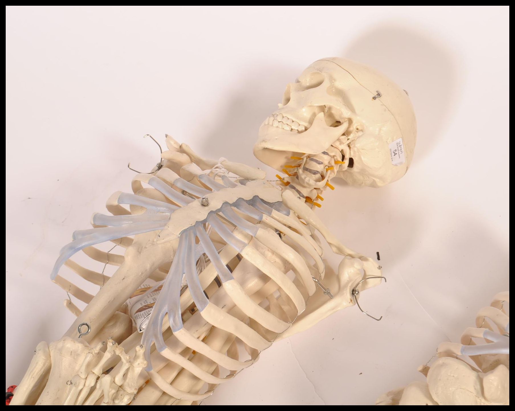 A pair 20th century full size resin / composite doctors hospital medical study skeleton of the human - Image 4 of 9