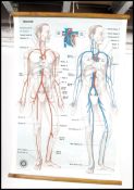 A vintage 20th century St Johns canvas backed ' Circulation ' anatomy medical poster. Printed In