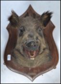 Taxidermy Interest. A French mid  20th century large  taxidermy boars head being mounted onto an oak