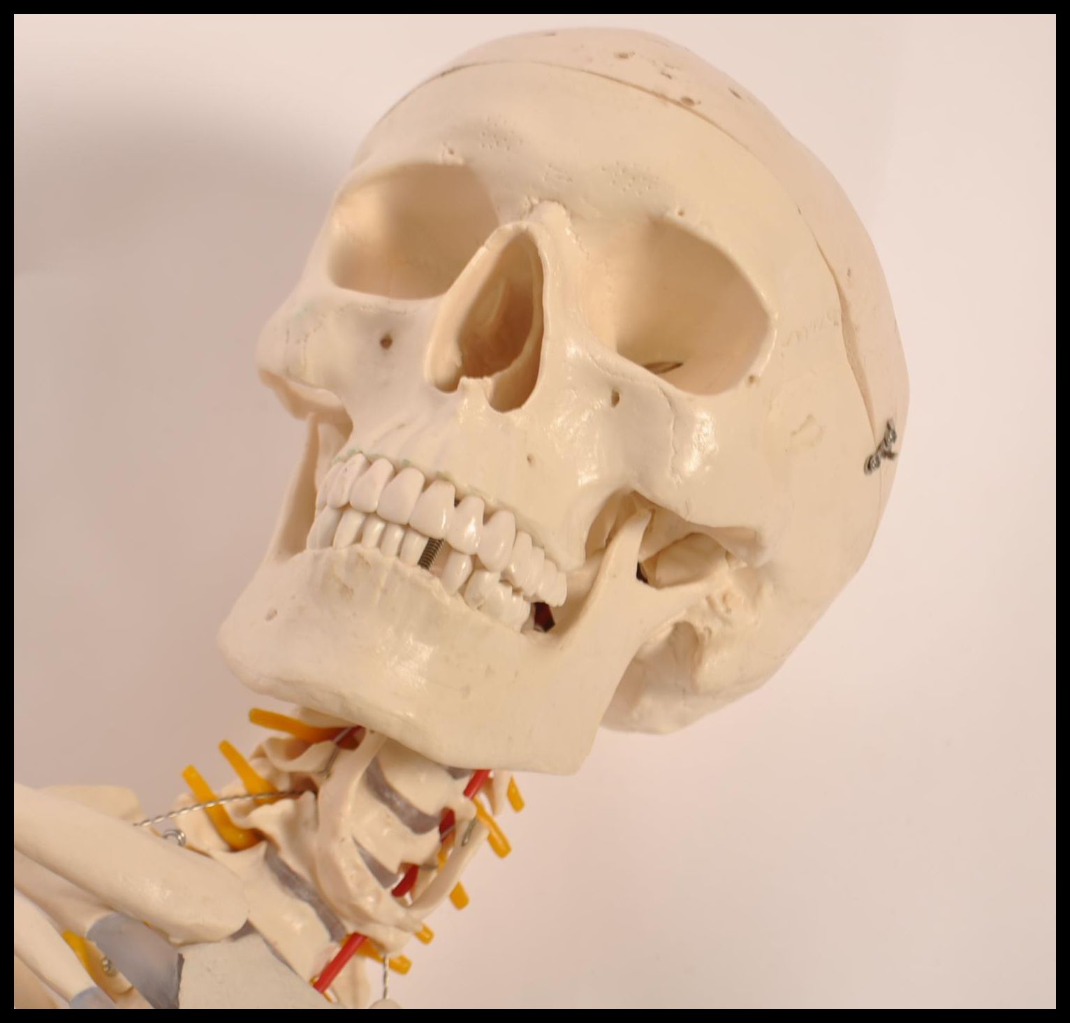 A pair 20th century full size resin / composite doctors hospital medical study skeleton of the human - Image 8 of 9