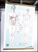 A vintage 20th century St Johns canvas backed ' Front View ' body and skeleton anatomy medical