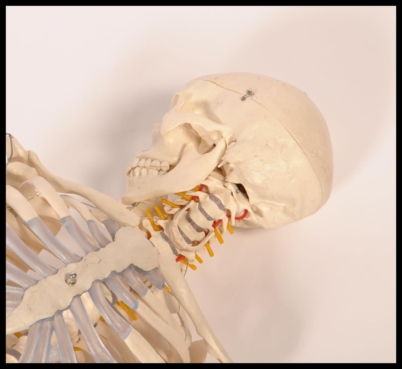 A pair 20th century full size resin / composite doctors hospital medical study skeleton of the human - Image 7 of 9