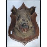 Taxidermy Interest. A French mid  20th century large  taxidermy boars head being mounted onto an oak