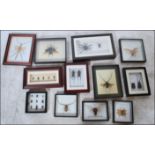 A good collection of Taxidermy framed and glazed bugs and insets to include many large examples,