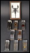 A group of eight scientific preserved bug insect specimens housed within acrylic blocks. Along