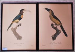 A pair of framed and glazed 19th Century hand coloured etchings of birds each with the name in Latin