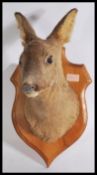 A vintage early 20th century taxidermy deer head mounted on an oak armorial shield mount plaque.