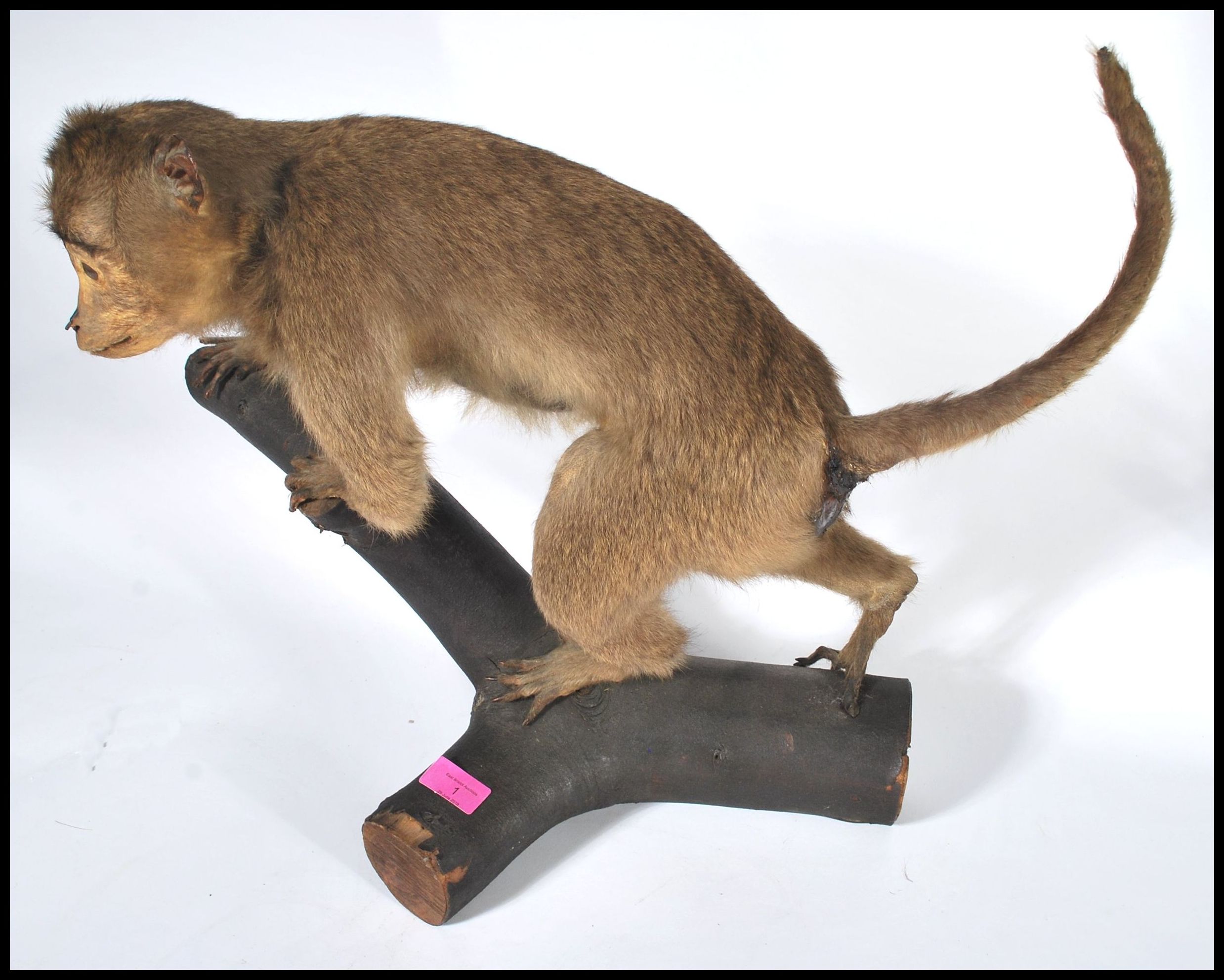 Taxidermy Interest - An early rare taxidermy example of a South American Capuchin monkey being - Image 3 of 5