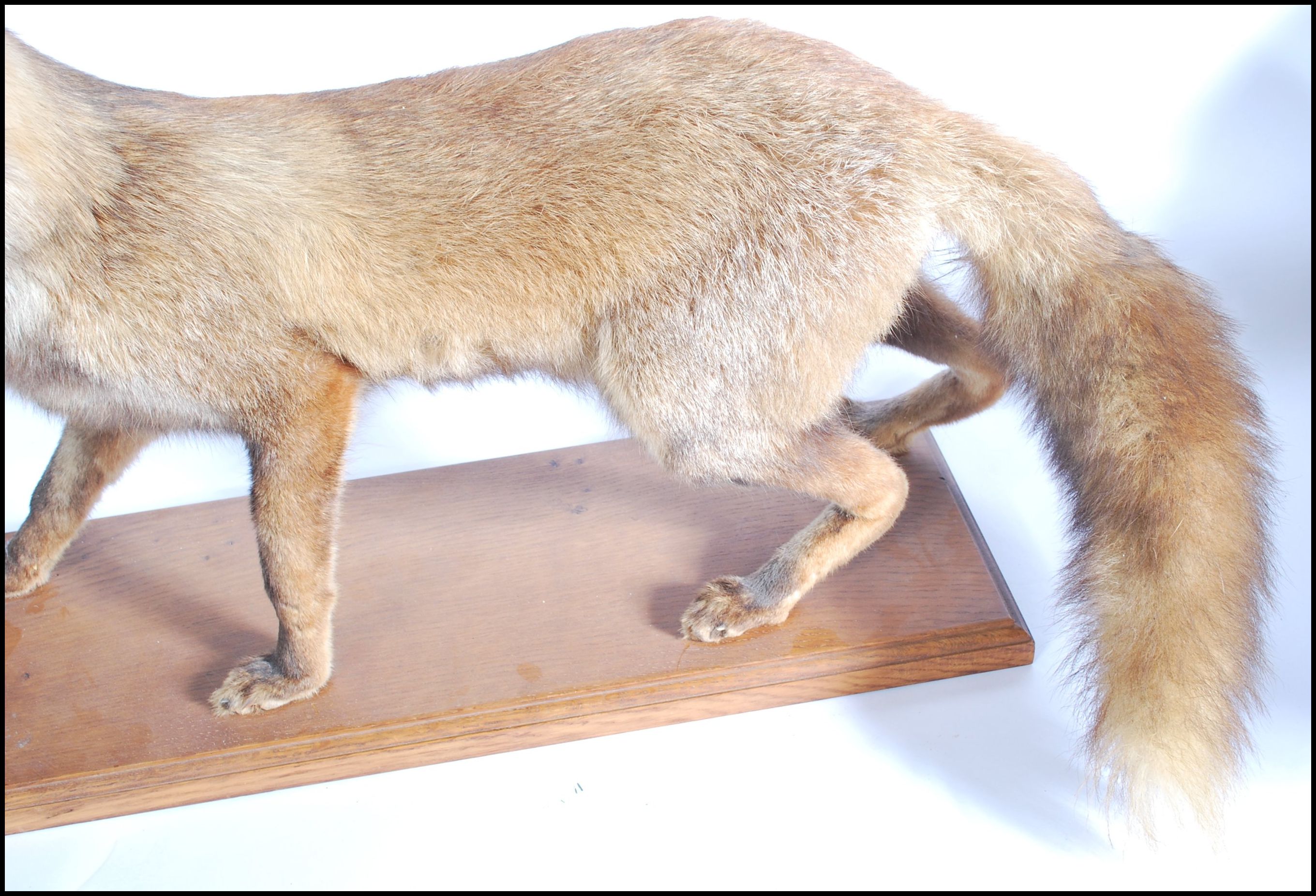 Taxidermy Interest - An early 20th Century antique vintage stuffed large red fox raised on a - Image 4 of 5