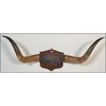 A retro vintage large pair of Texan U.S.A. cattle horns attached to an oak armorial shield, the