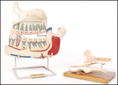 Educational And Scientific Plastics Ltd - A mid 20th Century retro vintage surgical anatomical