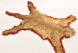 Taxidermy Interest - A 19th Century / early 20th Century taxidermy complete leopard skin rug with
