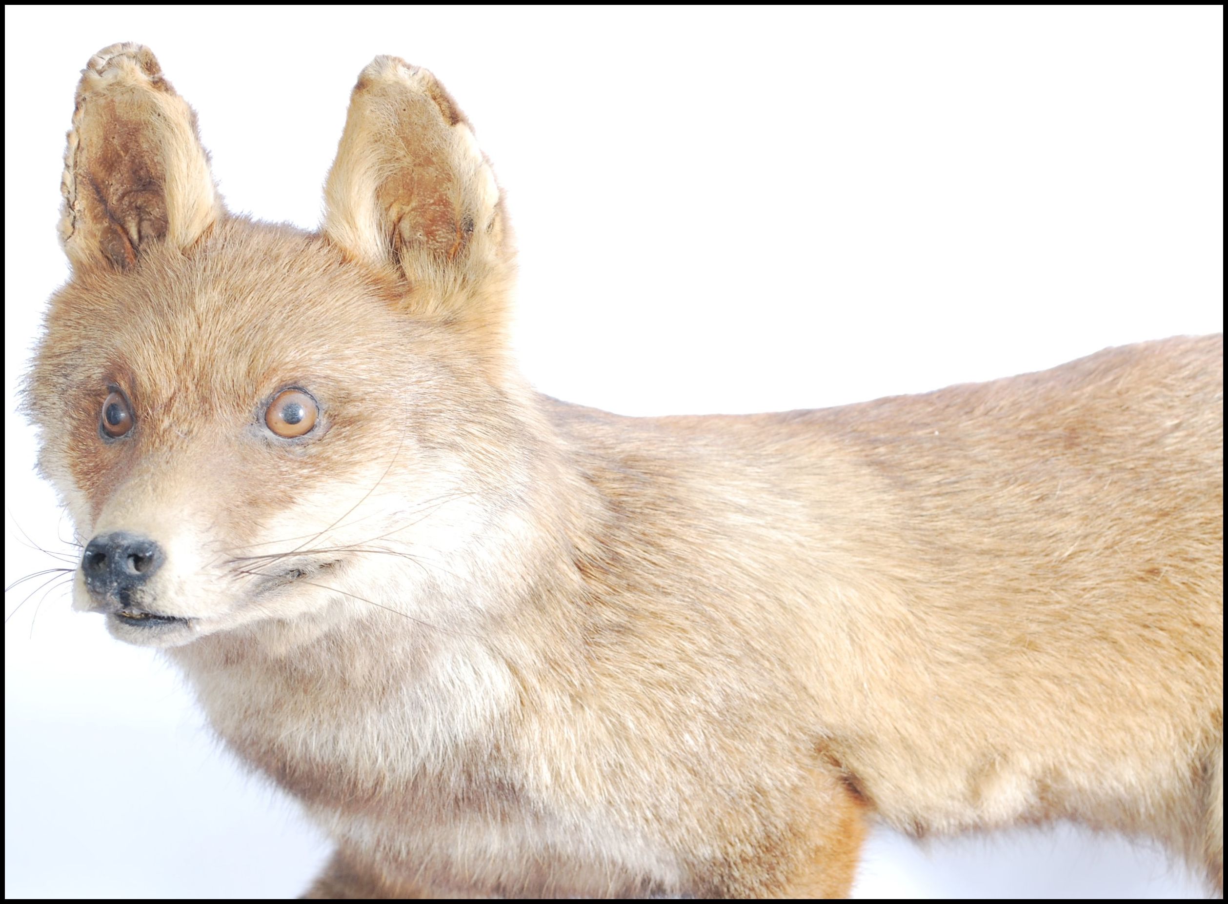 Taxidermy Interest - An early 20th Century antique vintage stuffed large red fox raised on a - Image 2 of 5