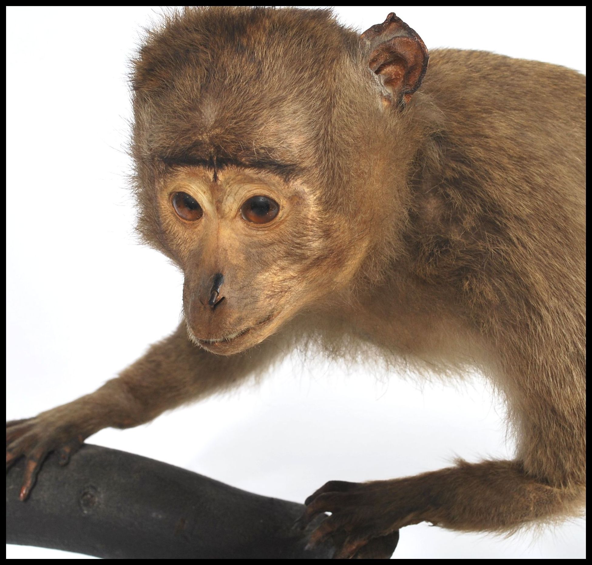 Taxidermy Interest - An early rare taxidermy example of a South American Capuchin monkey being - Image 2 of 5