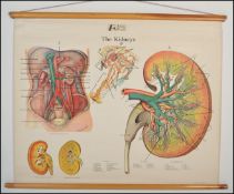 Adam Rouilly - A mid 20th Century coloured and laminated scroll having an anatomical surgical