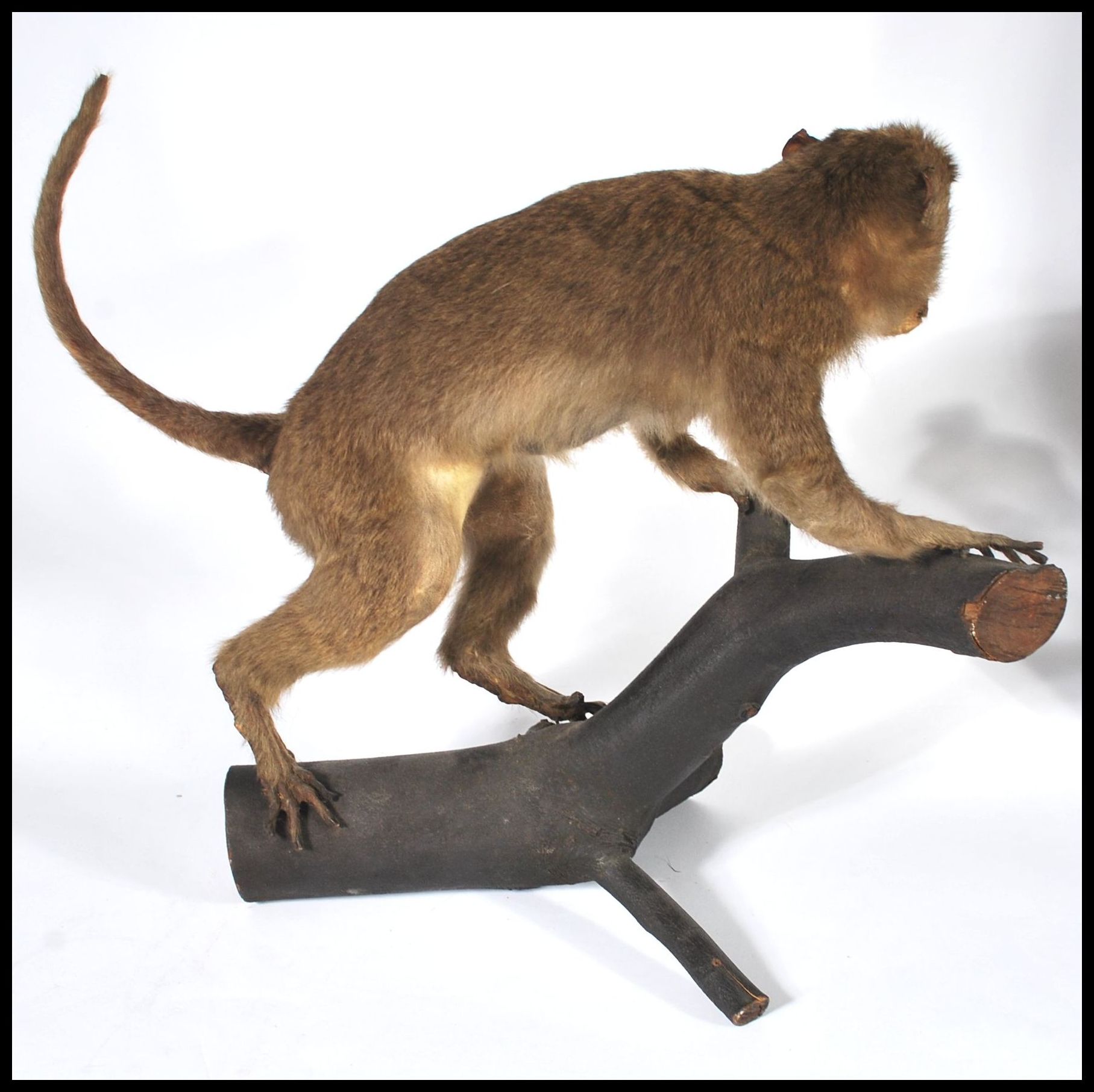 Taxidermy Interest - An early rare taxidermy example of a South American Capuchin monkey being - Image 5 of 5