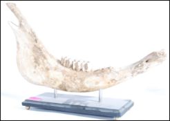 Taxidermy Interest - A 20th Century vintage retro jaw bone with molars raised on supports and