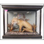 Taxidermy Interest - Circa 1910 - A Victorian early 20th Century VIxen and Kingfisher on a