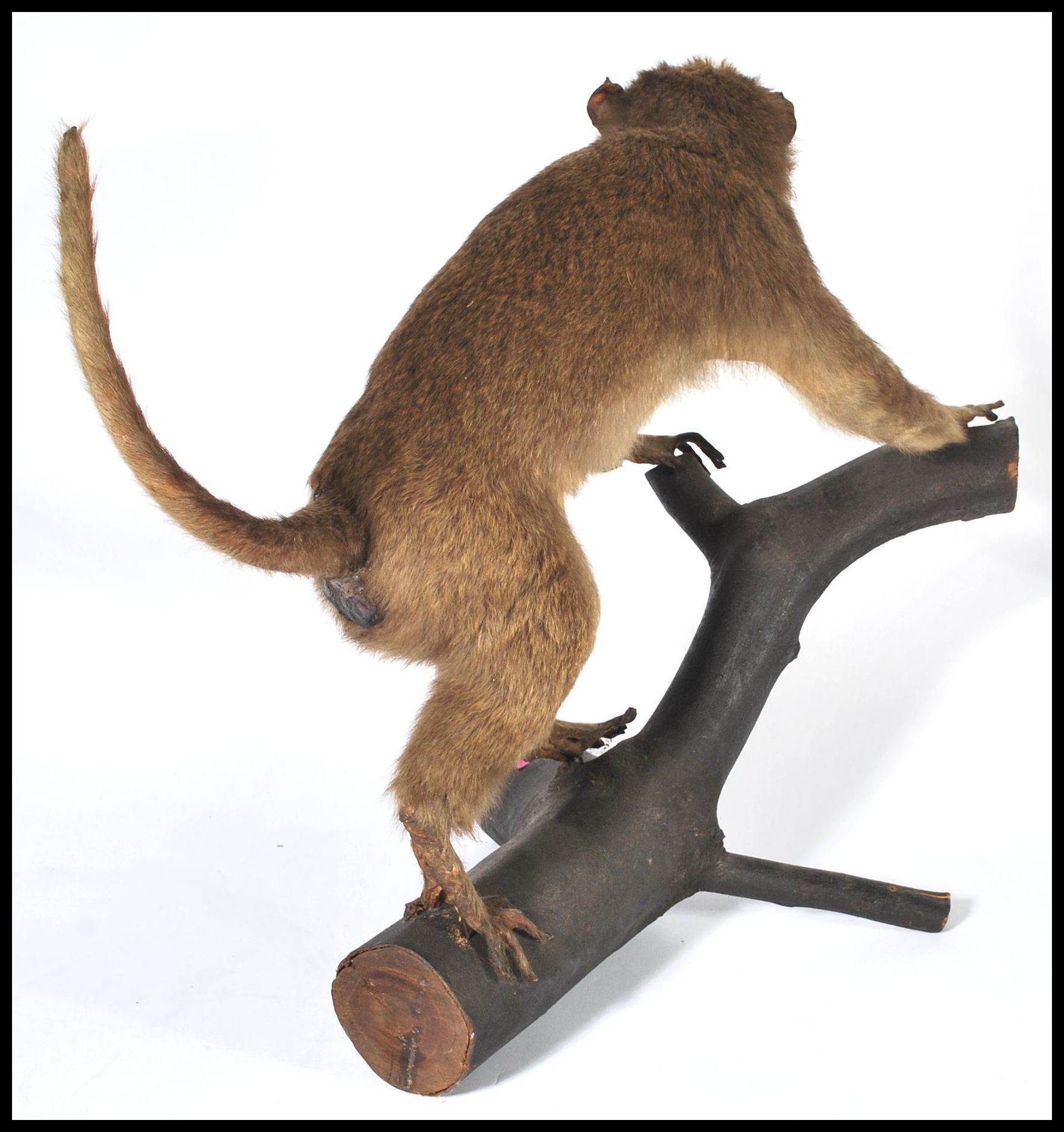 Taxidermy Interest - An early rare taxidermy example of a South American Capuchin monkey being - Image 4 of 5