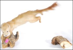 Taxidermy Interest - An early 20th Century antique vintage stuffed stoat positioned as if jumping,