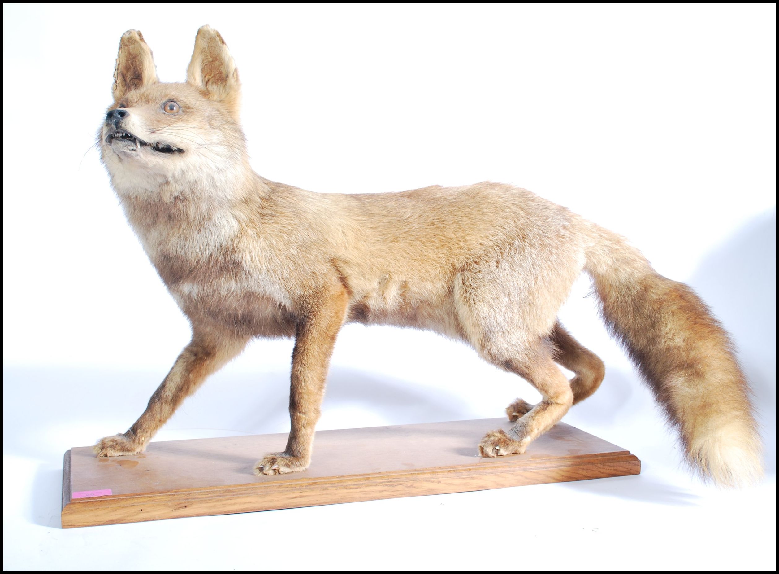 Taxidermy Interest - An early 20th Century antique vintage stuffed large red fox raised on a