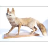 Taxidermy Interest - An early 20th Century antique vintage stuffed large red fox raised on a