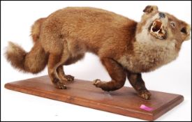Taxidermy Interest - Circa 1910 - A Victorian early 20th Century large stuffed Red Fox on an oak