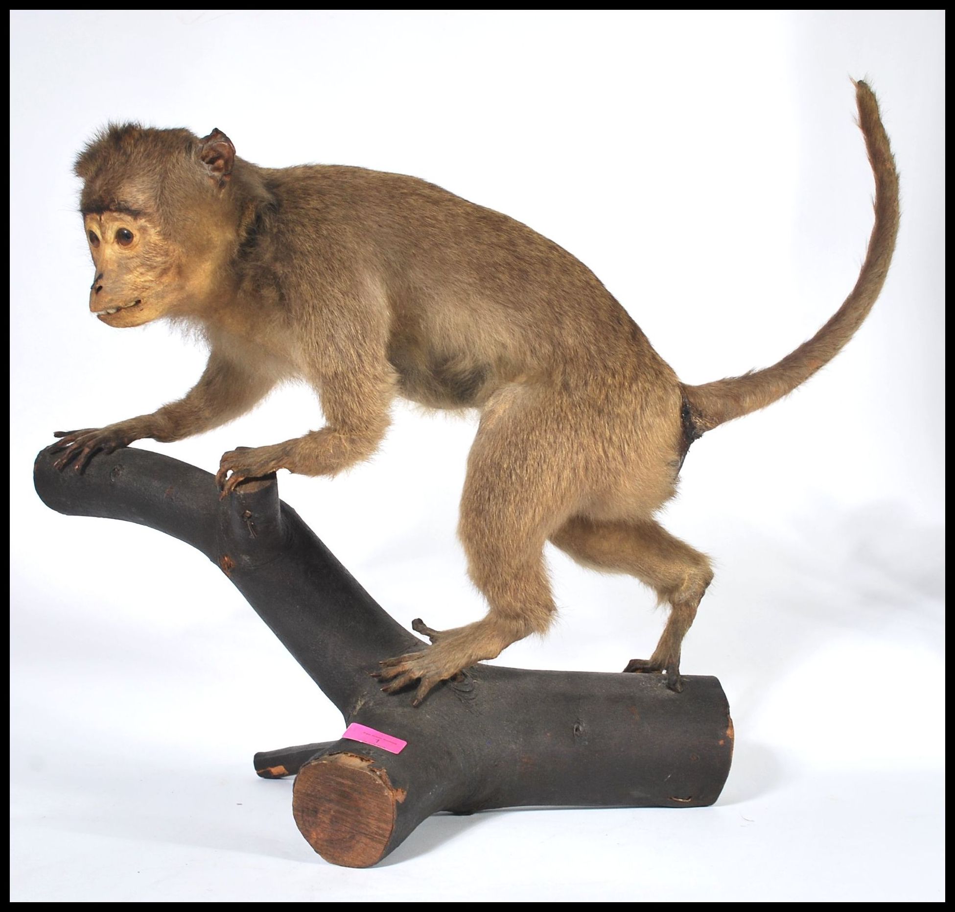 Taxidermy Interest - An early rare taxidermy example of a South American Capuchin monkey being