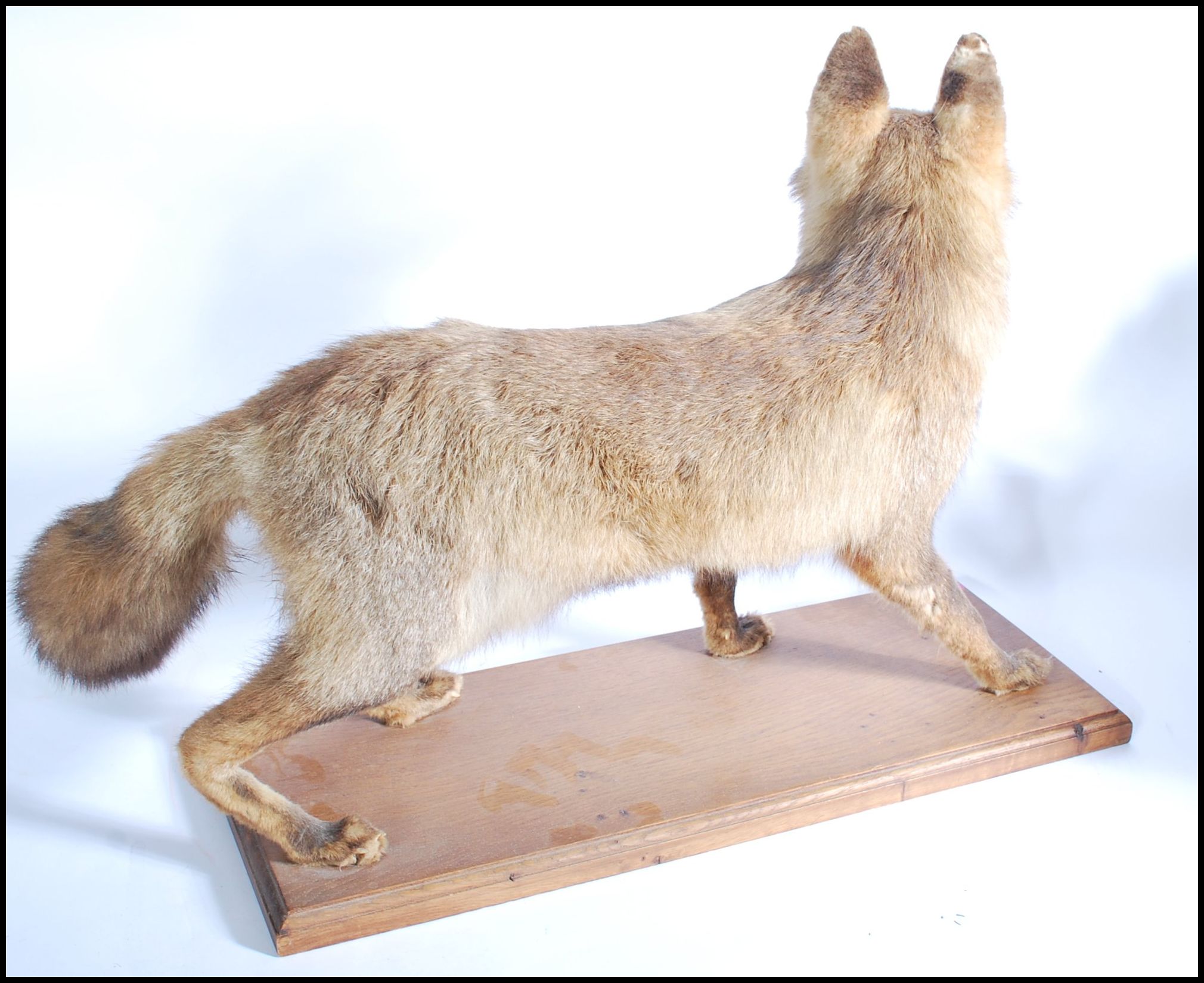 Taxidermy Interest - An early 20th Century antique vintage stuffed large red fox raised on a - Image 5 of 5