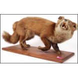 Taxidermy Interest - Circa 1910 - A Victorian earl